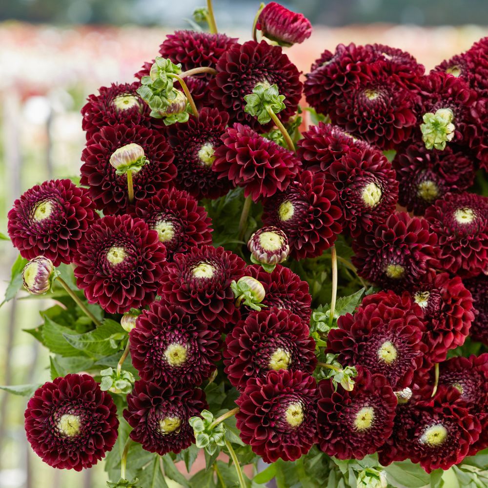 Dahlia 'Black Pierre'