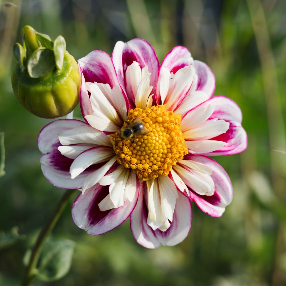Dahlia 'Bumble Rumble'
