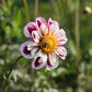 Dahlia 'Bumble Rumble'