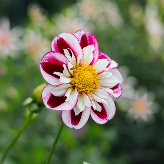 Dahlia 'Bumble Rumble'