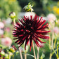 Dahliabundel 'Best of Dark'