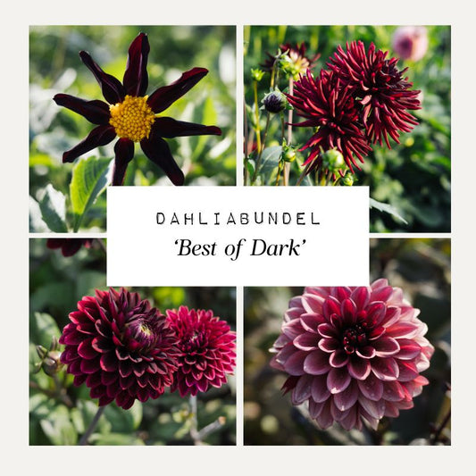 Dahliabundel 'Best of Dark'