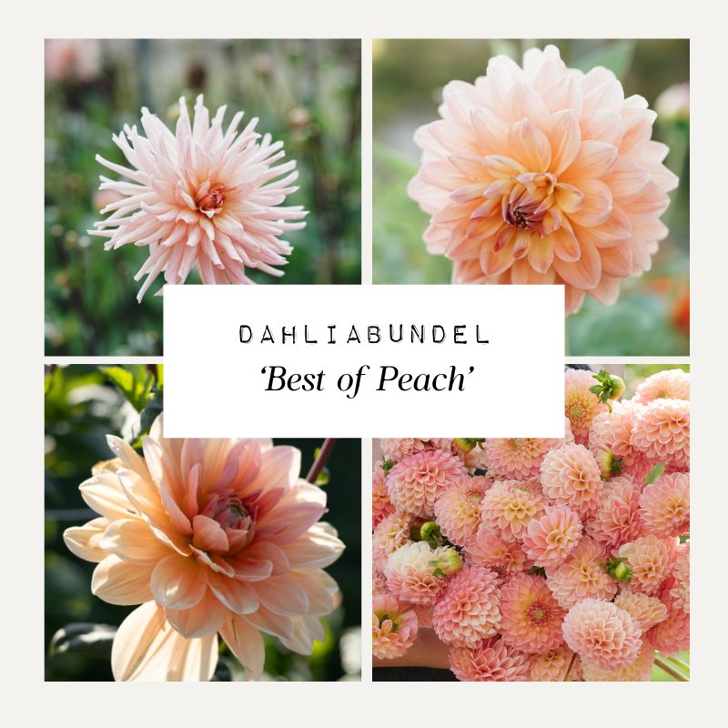 Dahliabundel 'Best of Peach'