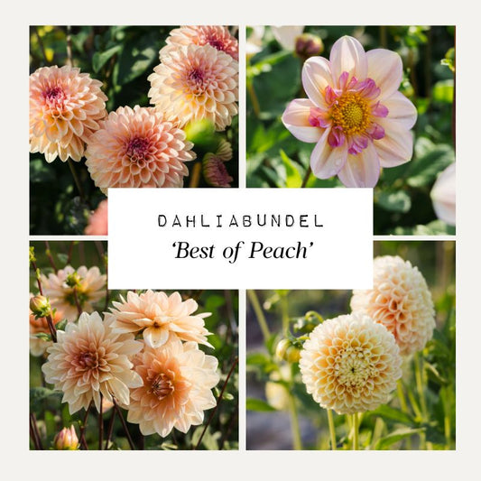 Dahliabundel 'Best of Peach'