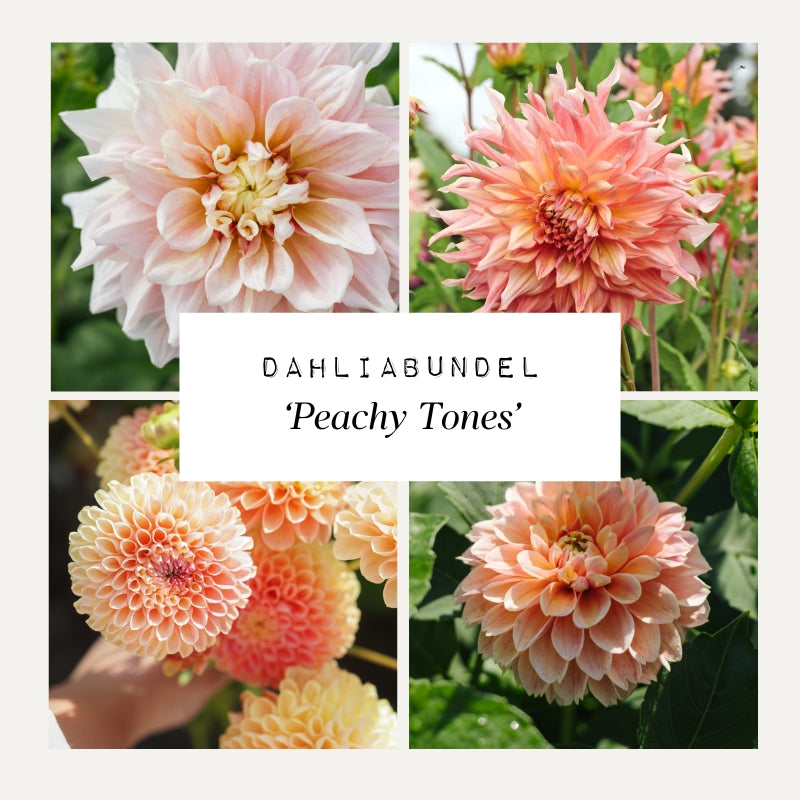 Dahliabundel 'Peachy Tones'