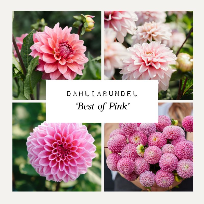 Dahliabundel 'Best of Pink'