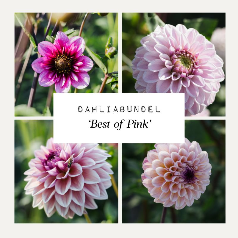 Dahliabundel 'Best of Pink'
