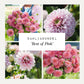 Dahliabundel 'Best of Pink'