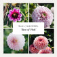 Dahliabundel 'Best of Pink'