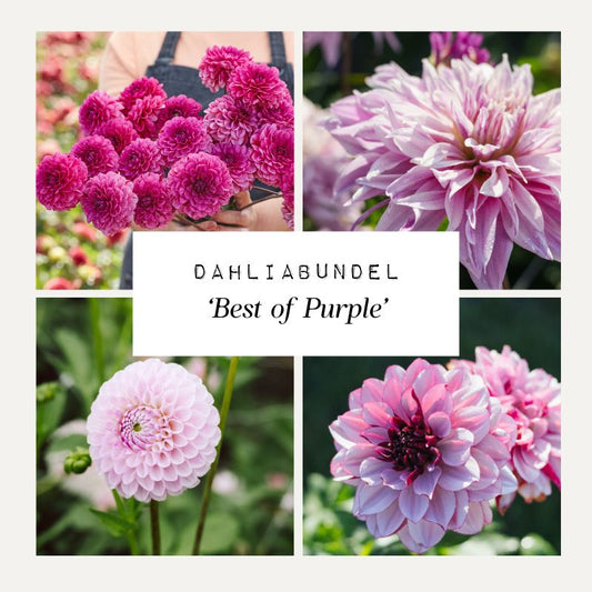 Dahliabundel 'Best of Purple'