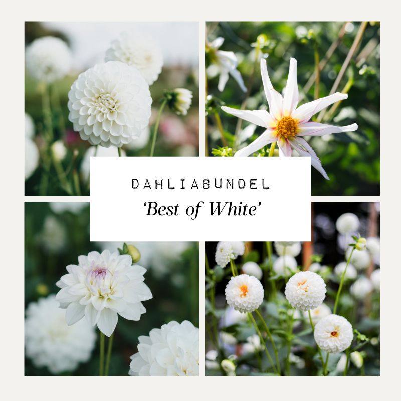 Dahliabundel 'Best of White'