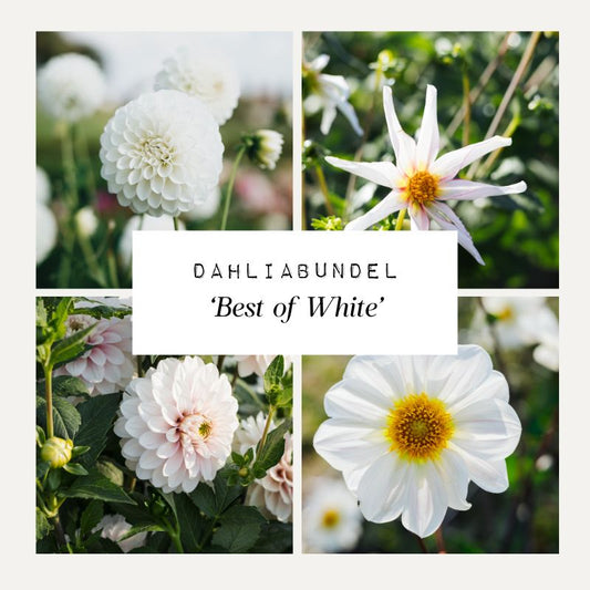 Dahliabundel 'Best of White'