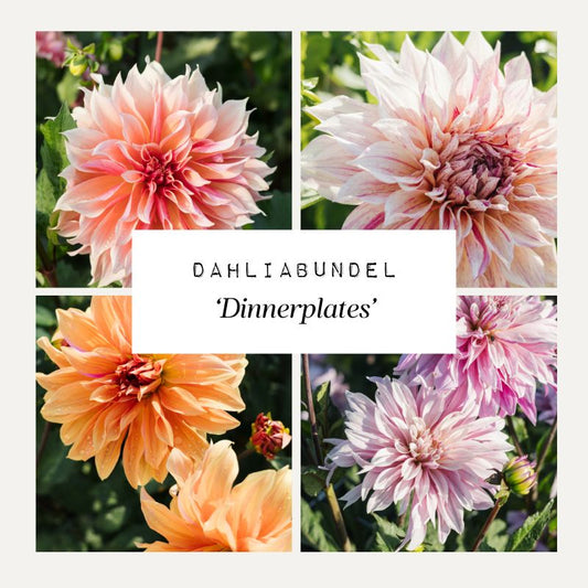 Dahliabundel 'Dinnerplates'