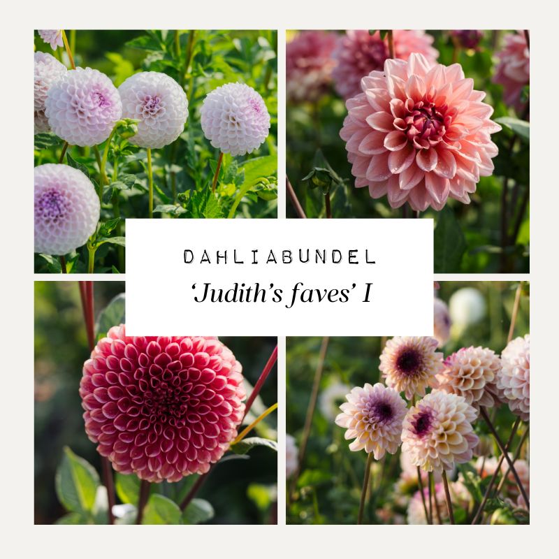 Dahliabundel 'Judith's Faves' I