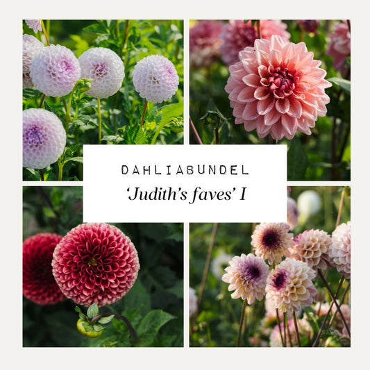 Dahliabundel 'Judith's Faves' I