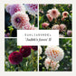 Dahliabundel 'Judith's Faves' II