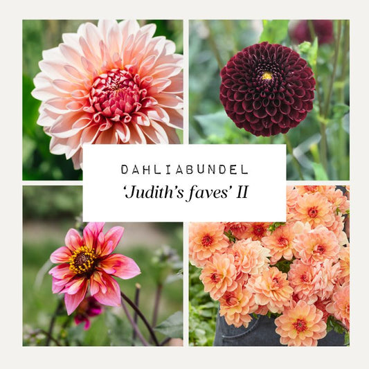 Dahliabundel 'Judith's Faves' II