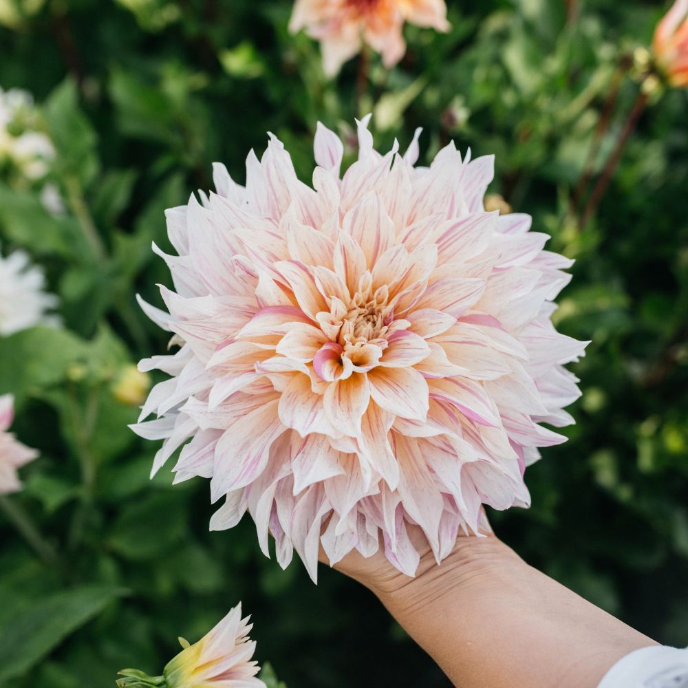 Dahlia 'Café au Lait Twist'