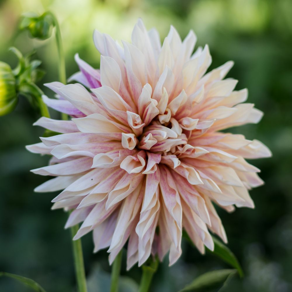 Dahlia 'Café de Paris'