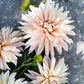 Dahlia 'Café de Paris'