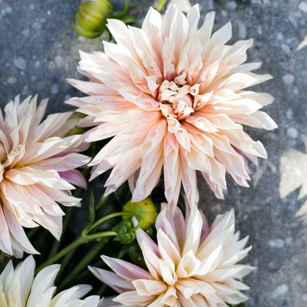 Dahlia 'Café de Paris'