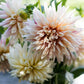 Dahlia 'Café de Paris'
