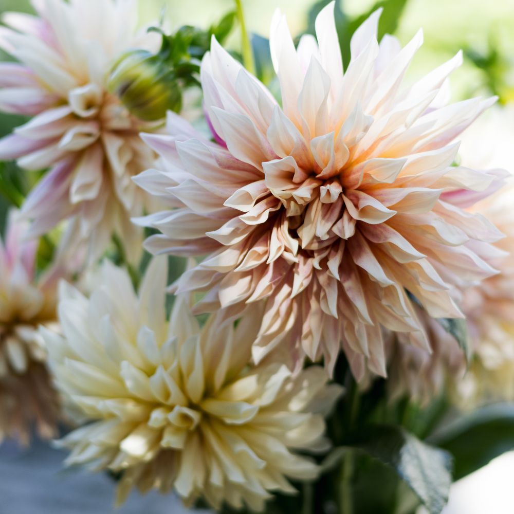 Dahlia 'Café de Paris'