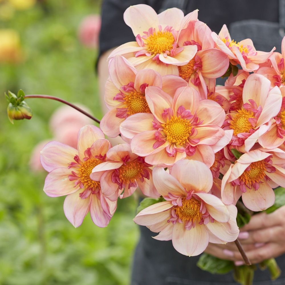 Dahlia 'Campus'