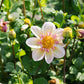 Dahlia 'Campus Metier'