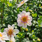Dahlia 'Campus Metier'