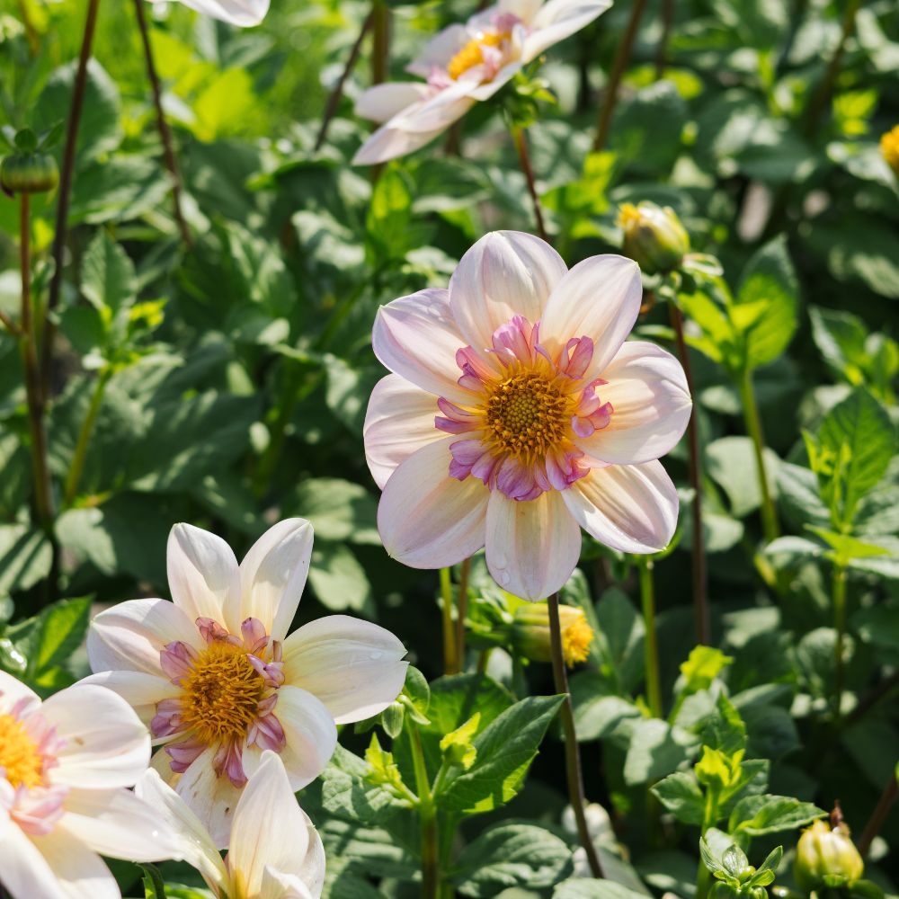 Dahlia 'Campus Metier'