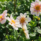Dahlia 'Campus Metier'