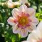Dahlia 'Campus Metier'