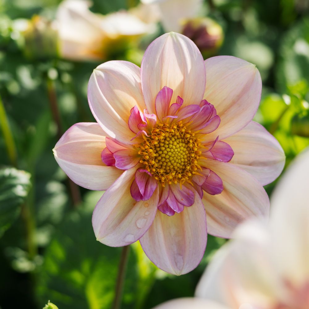 Dahlia 'Campus Metier'