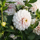 Dahliabundel 'Best of White'