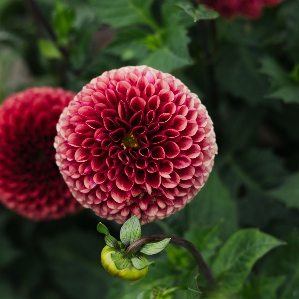 Dahlia 'Copper Boy'