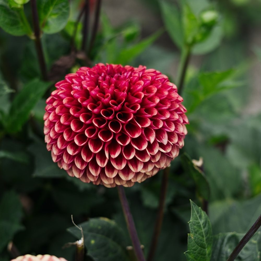 Dahlia 'Copper Boy'