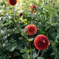 Dahlia 'Copper Boy'