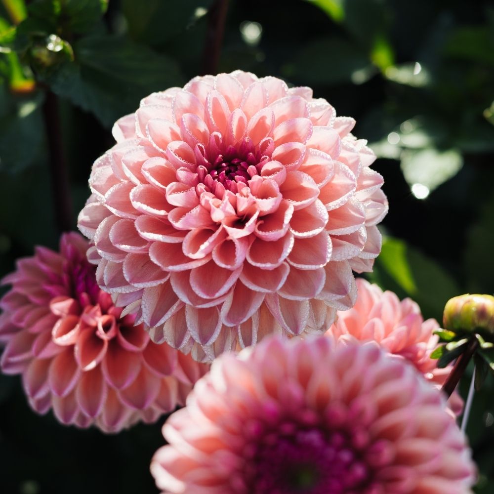 Dahlia 'Daisy Duke'