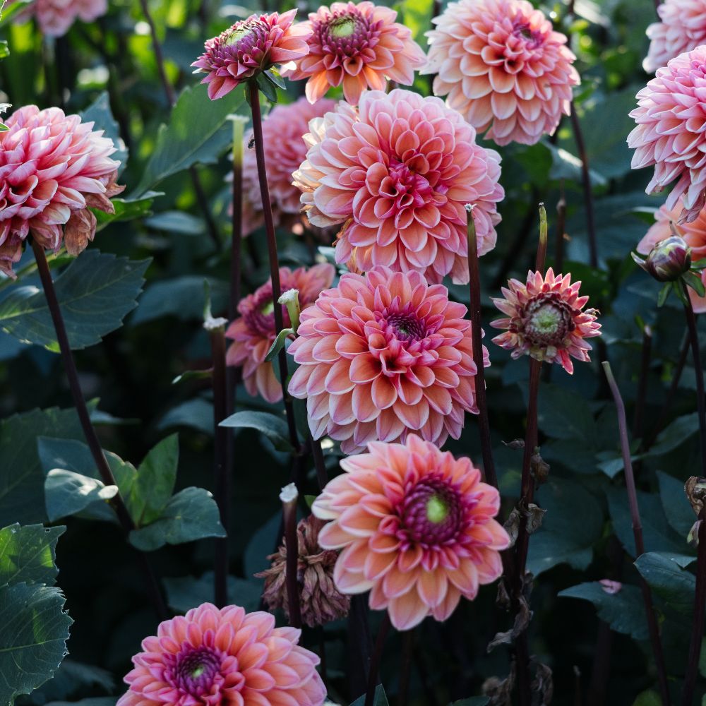 Dahlia 'Daisy Duke'