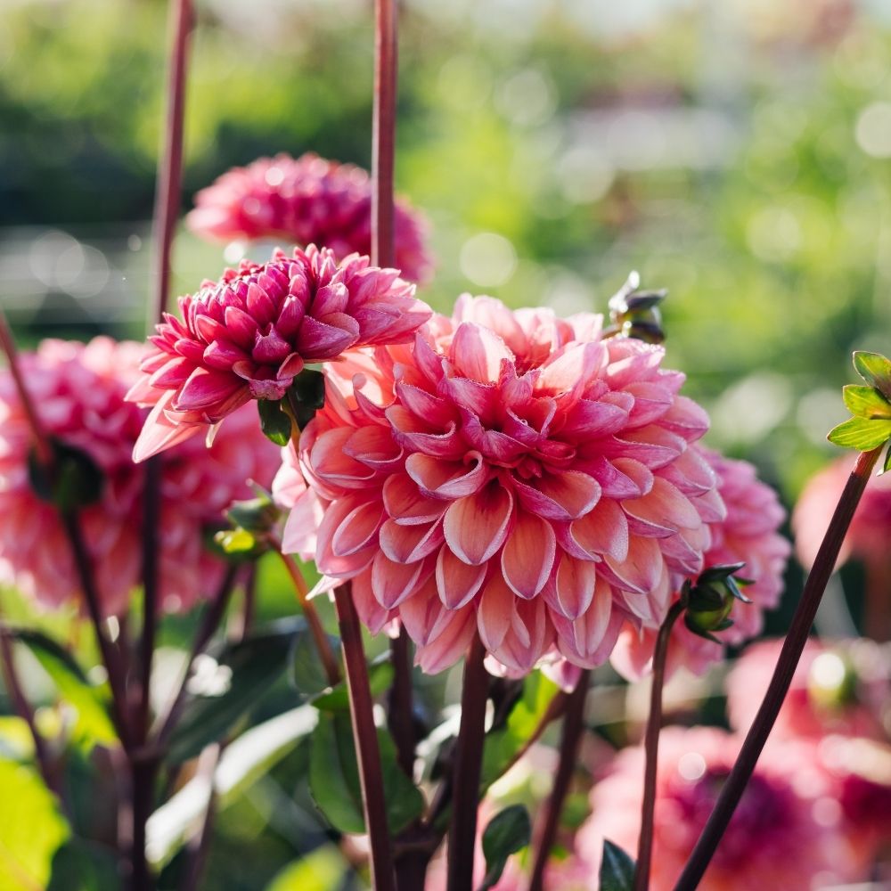 Dahlia 'Daisy Duke'