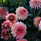 Dahlia 'Daisy Duke'
