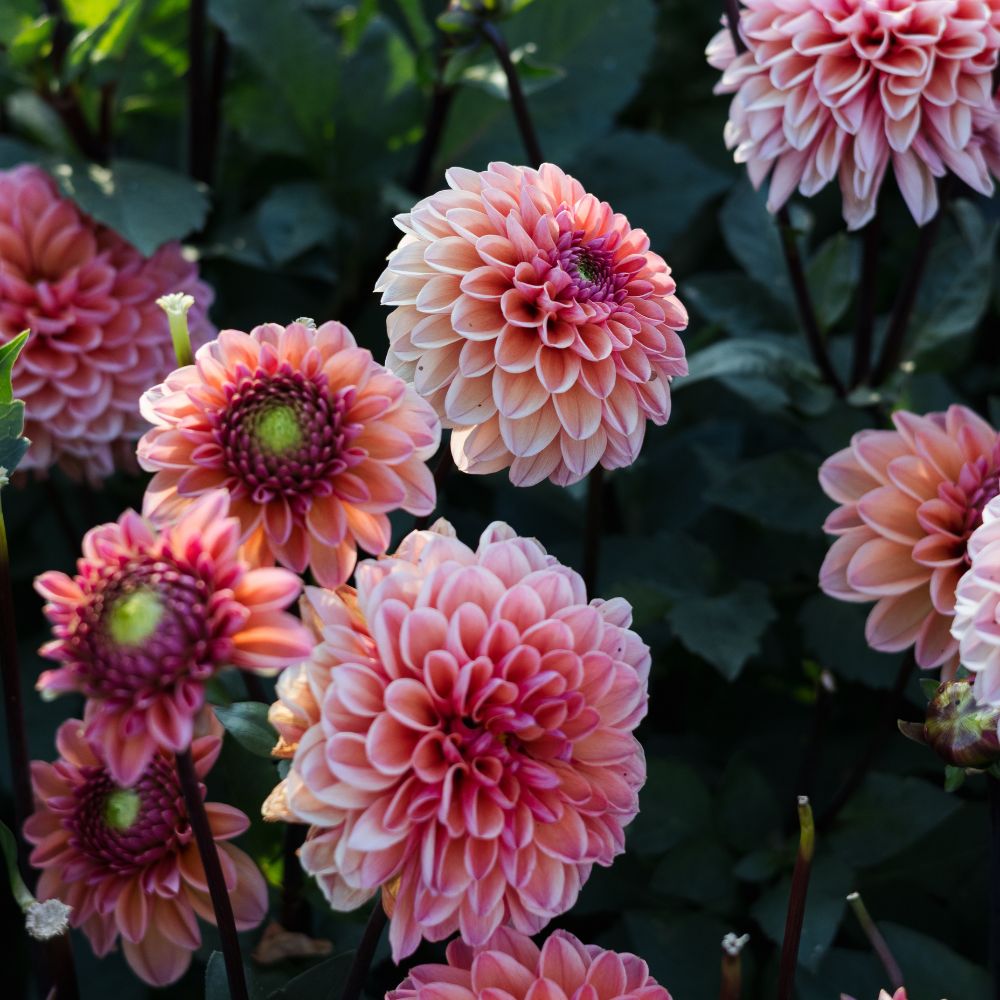 Dahlia 'Daisy Duke'