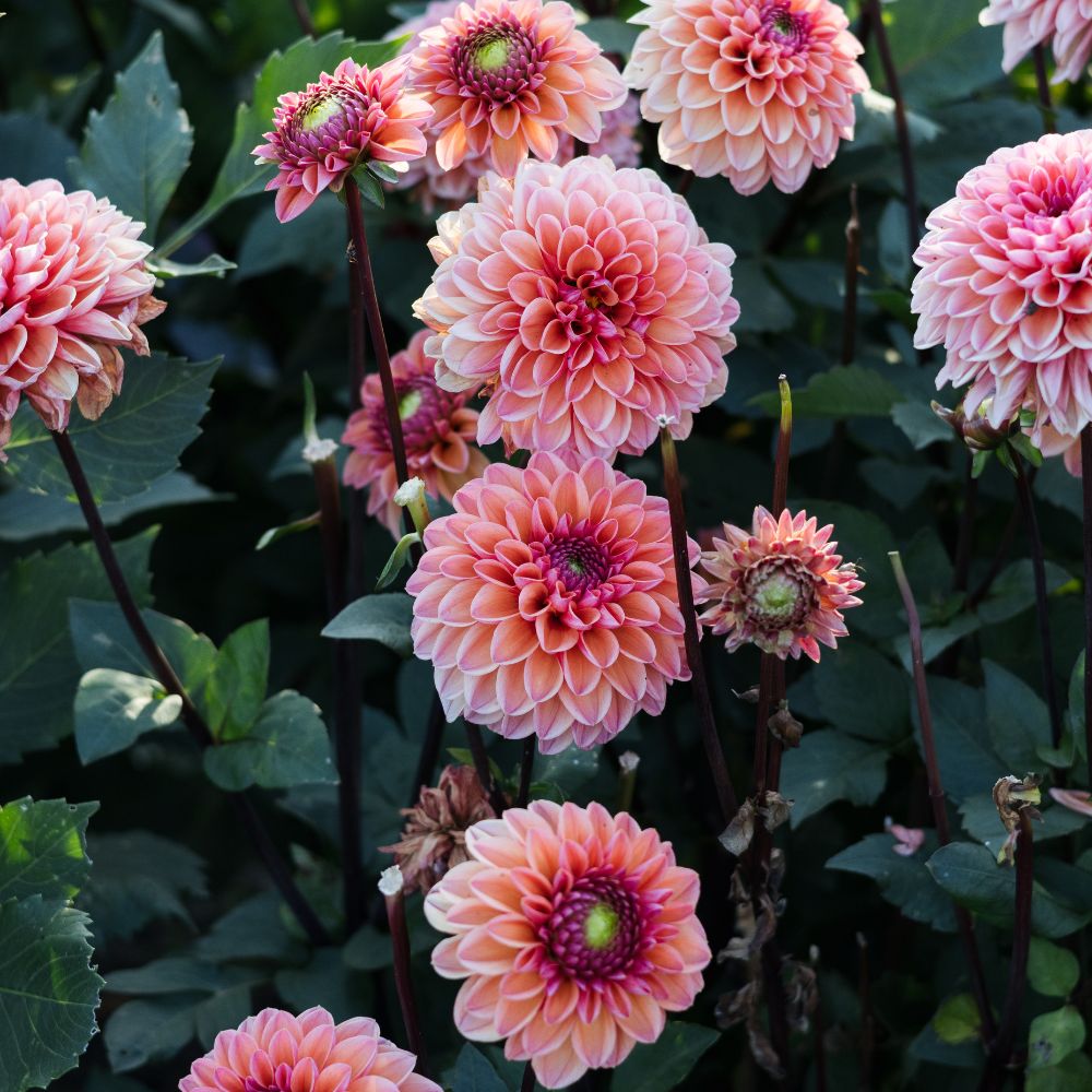 Dahlia 'Daisy Duke'
