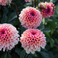 Dahlia 'Daisy Duke'