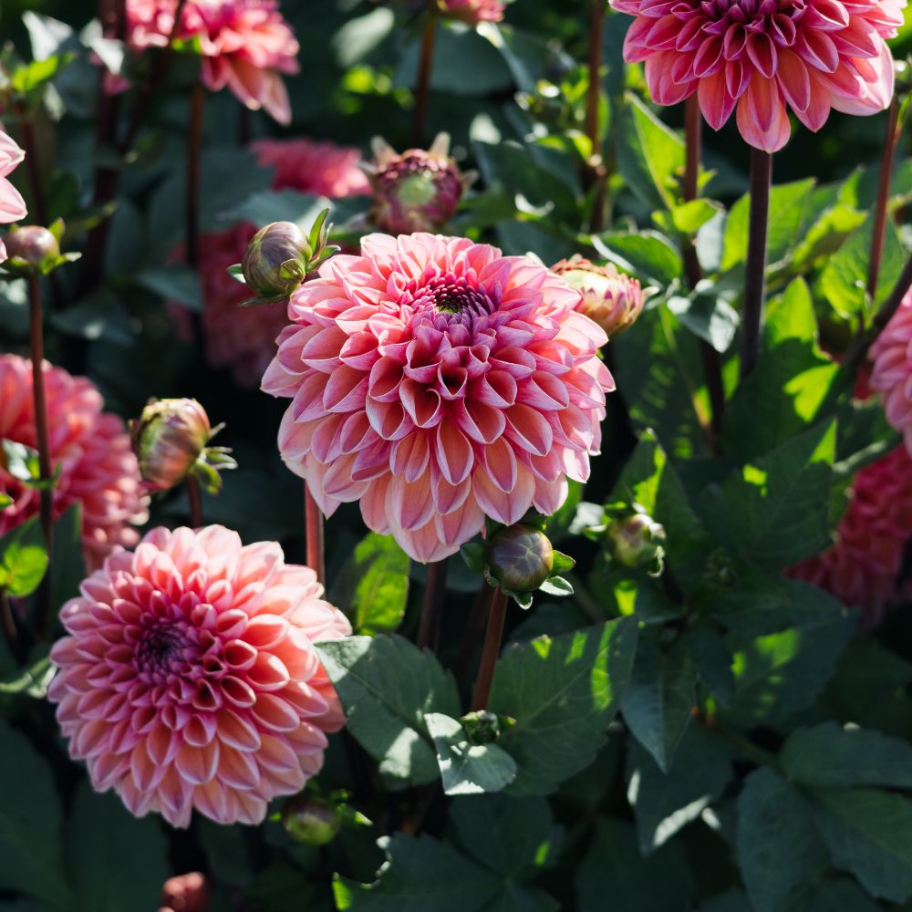 Dahlia 'Daisy Duke'