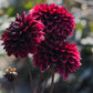 Dahlia 'Dark Destiny'