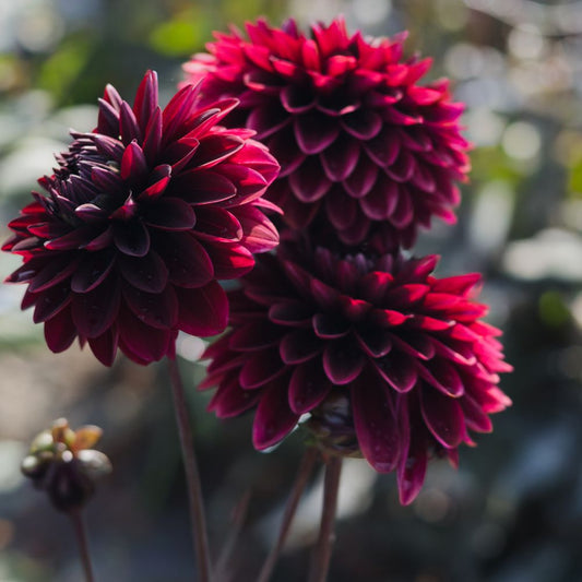 Dahlia 'Dark Destiny'