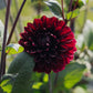 Dahlia 'Dark Destiny'