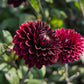 Dahlia 'Dark Destiny'